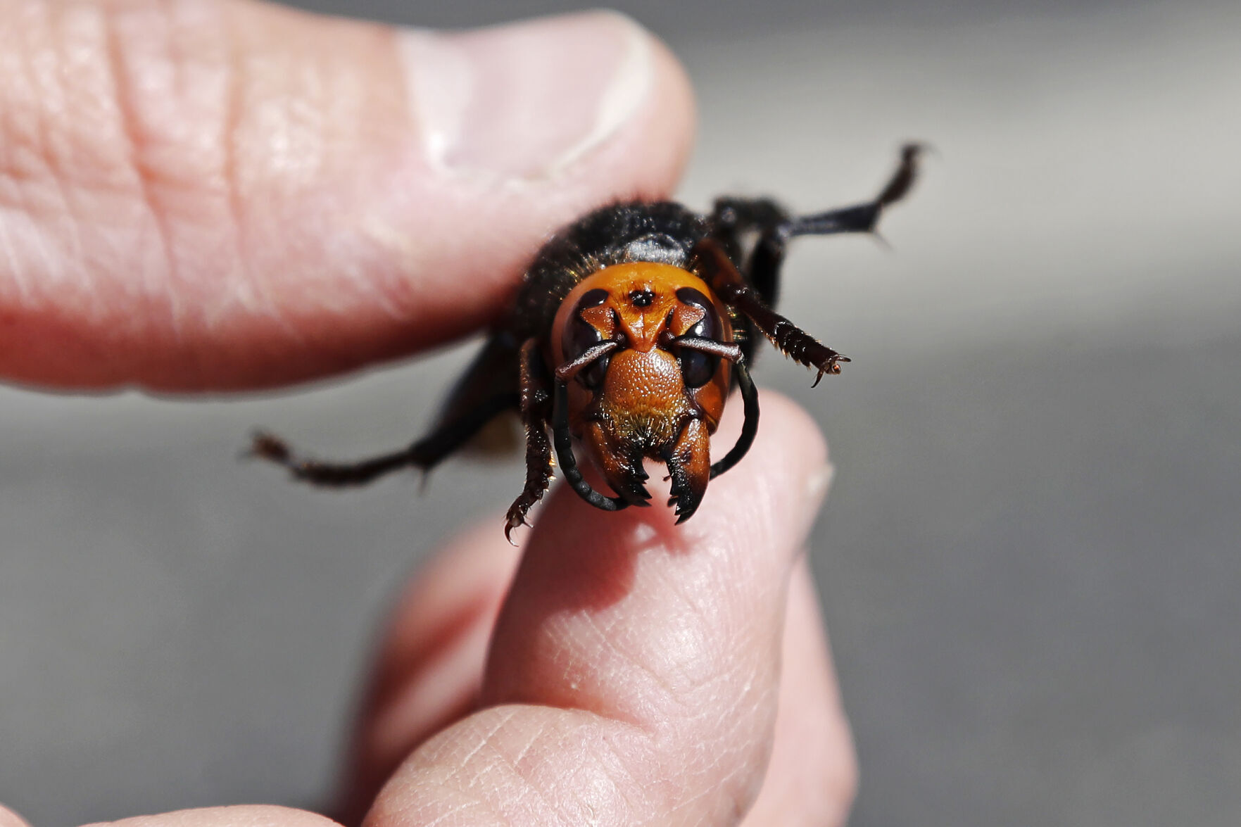 Murder Hornet Hype